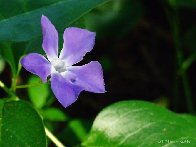 Periwinkle None
