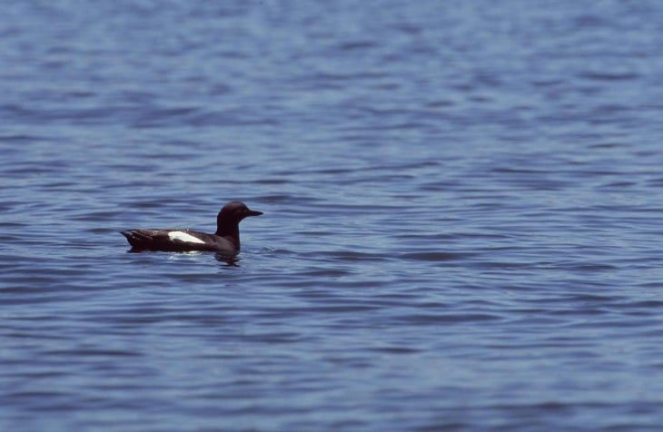 Pigeon Guillemot.jpg None