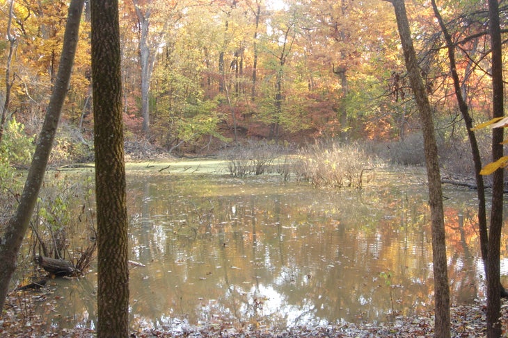 Pond None