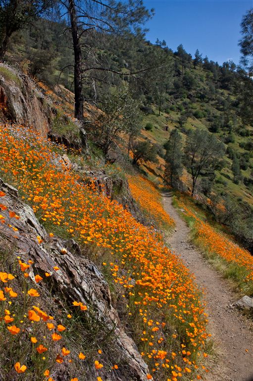 Poppy Trail None