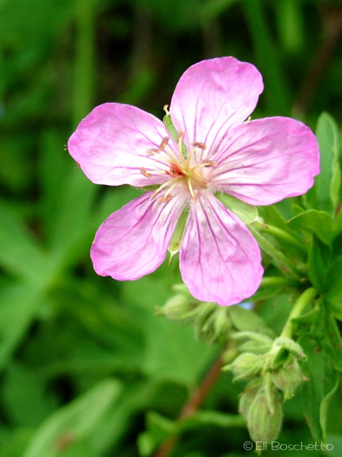 Pretty Pink None