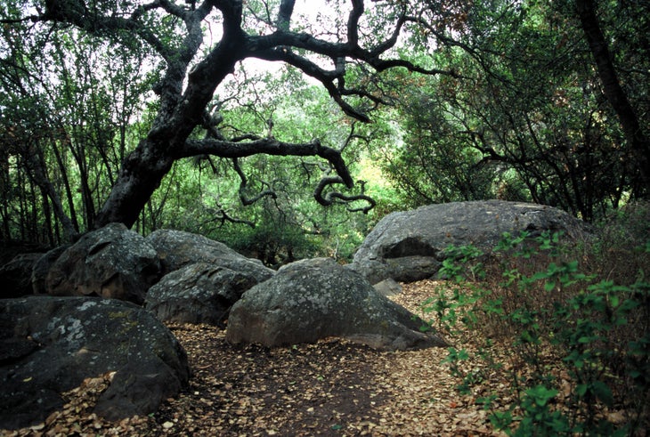 Rattlesnake Canyon oak grove None