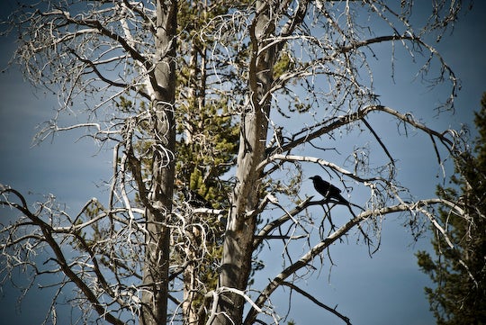 Ravens None