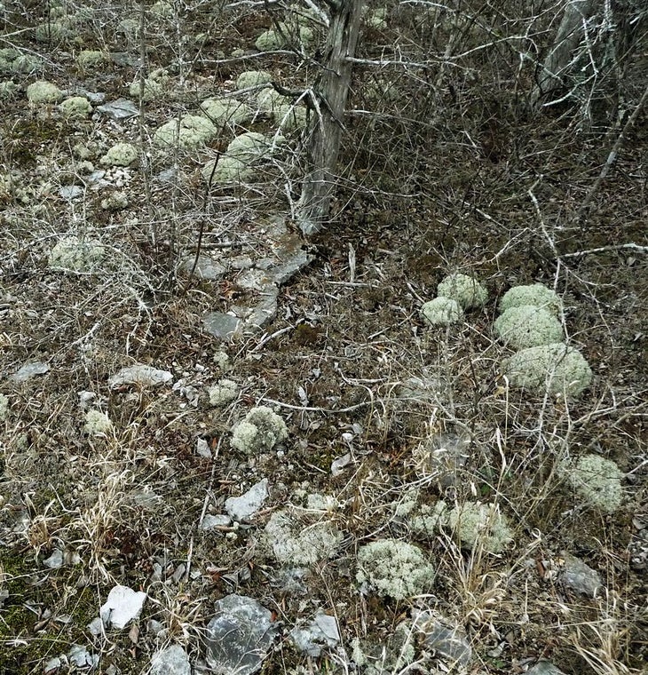 Reindeer Moss None