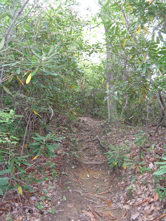 Rhododendron Path None