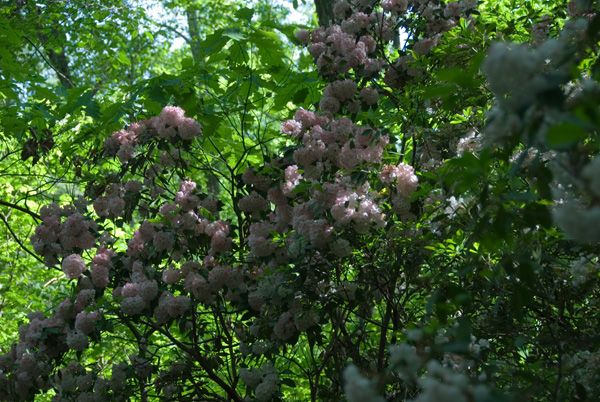 Rhododendrons None