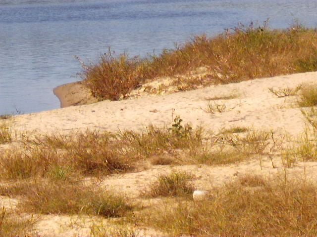 Sandy Camp None