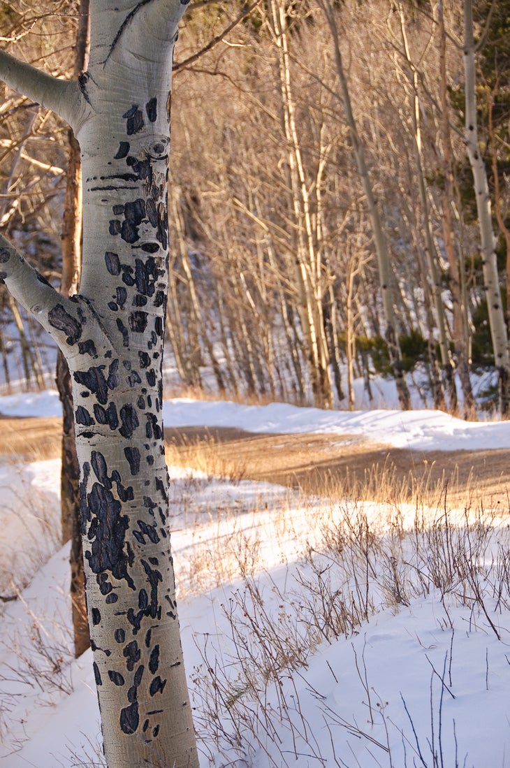 Scarred Aspen None
