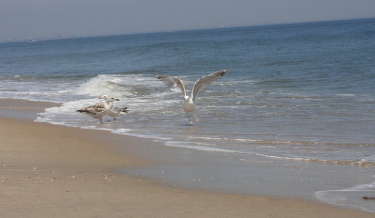 Seagulls None