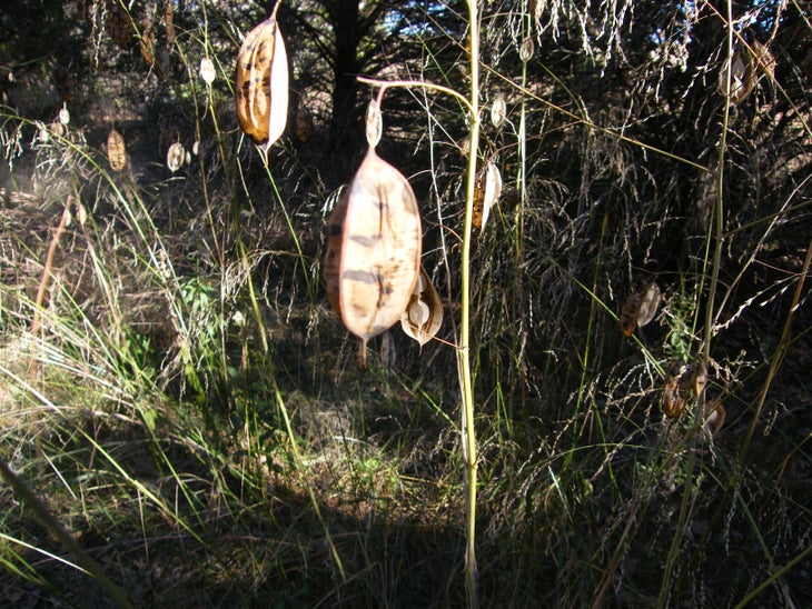Seed pods None