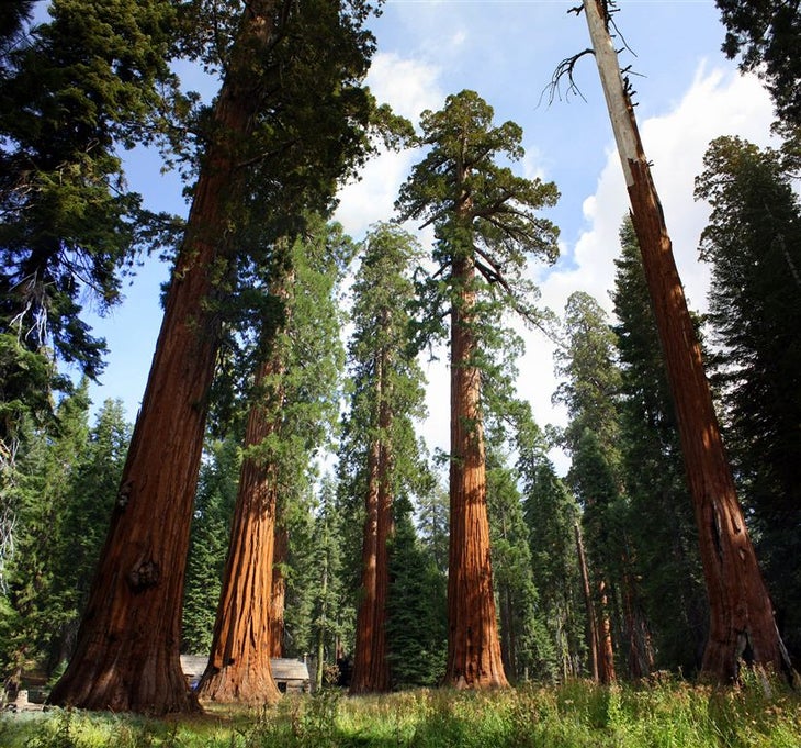 Sequoia Grove None