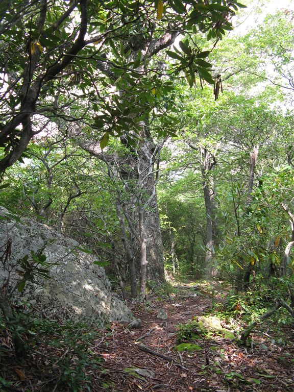 Shaded Trail None