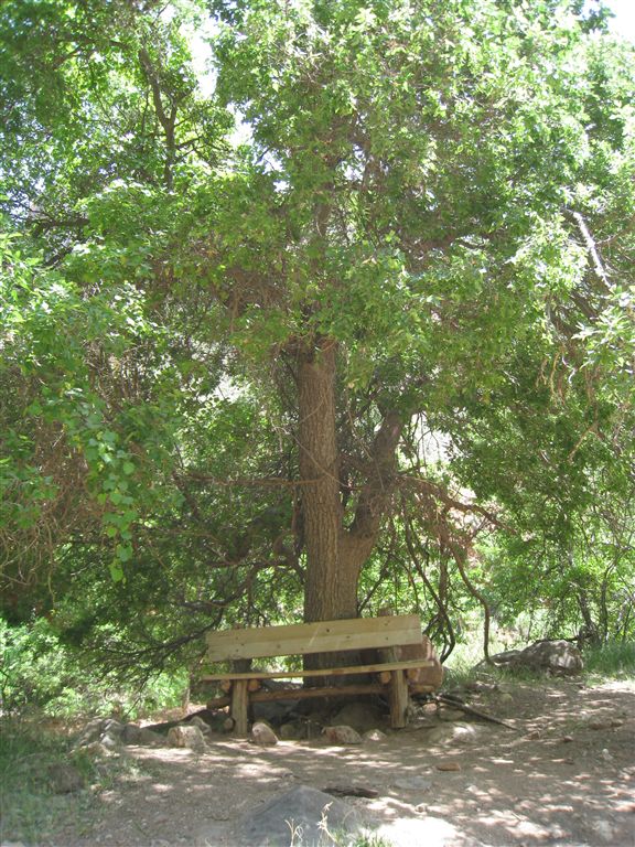 Shady Bench None