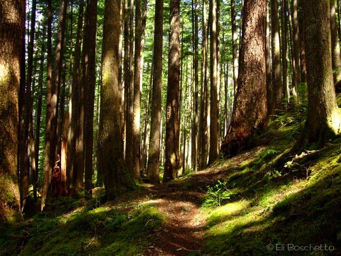 Shady Forest None
