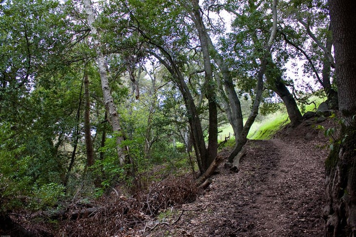 Shady Trail None