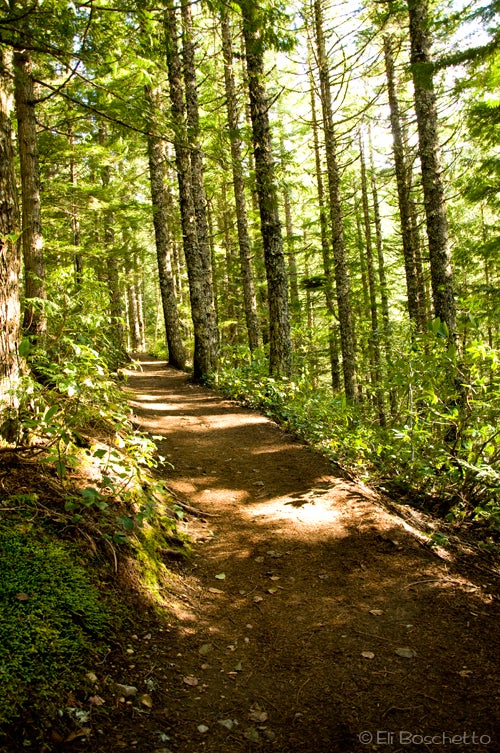 Shady Trail None