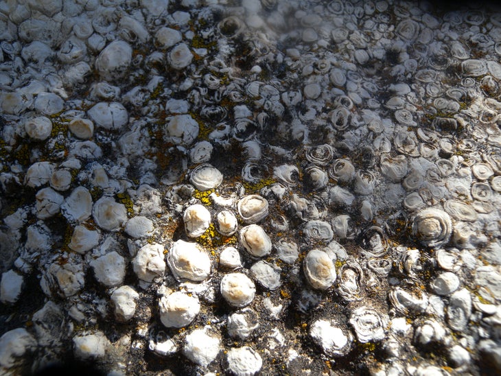 Shells None