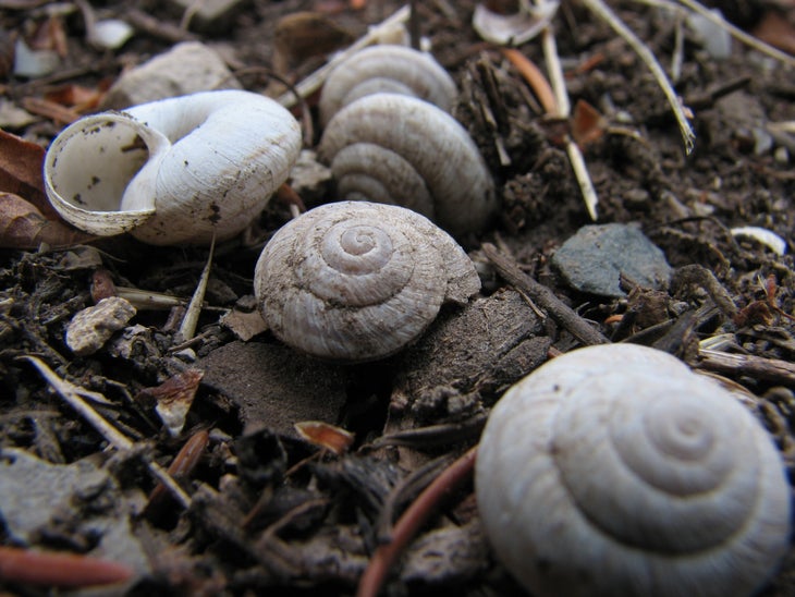 Shells None