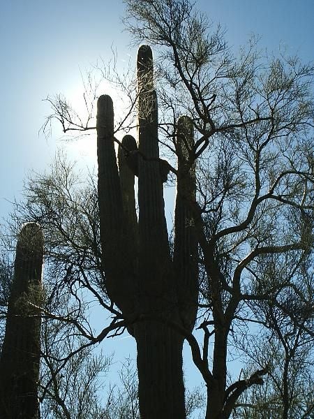 Silhouetted Cacti None