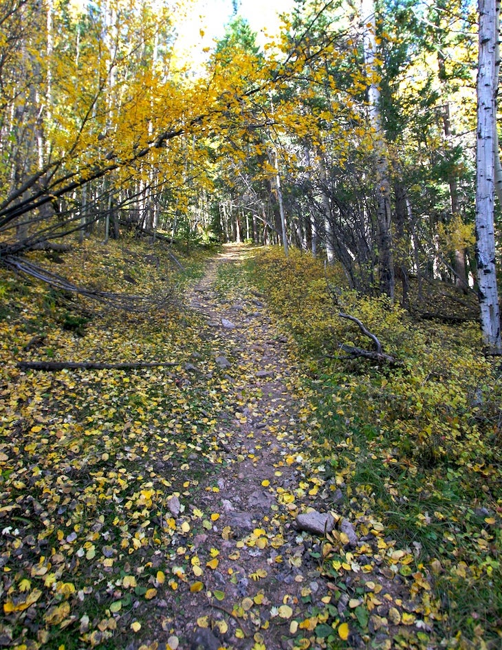 Singletrack under the aspens None