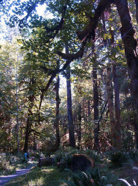 Sitka Spruce None