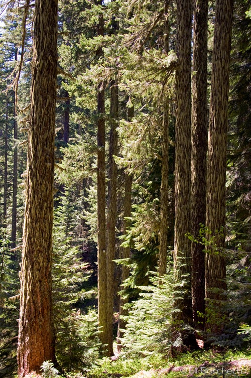 Sleeping Forest None