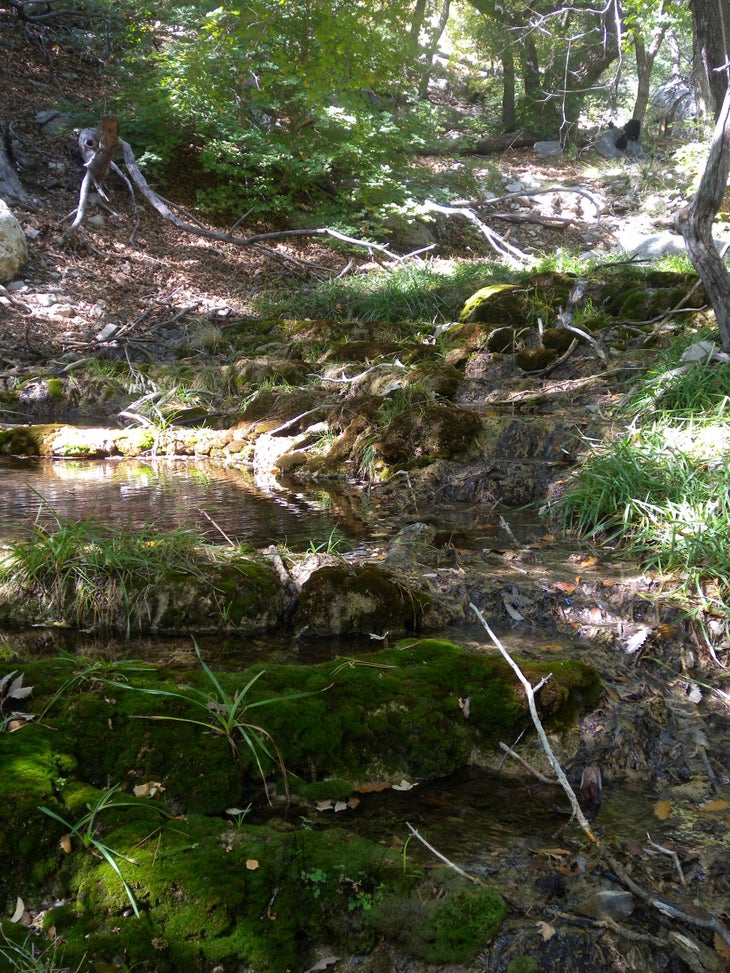 Smith Spring None