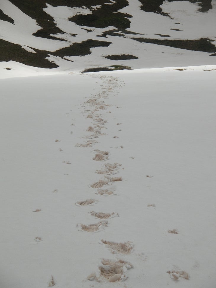Snowfield None