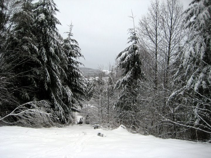 Snowy Terrain None