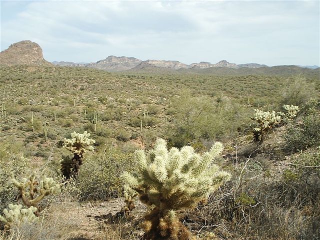 Sonoran vistas None