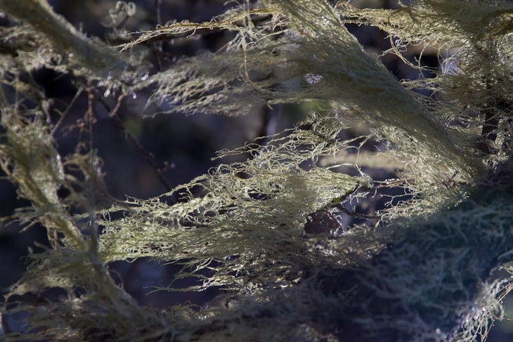 Spanish Moss None