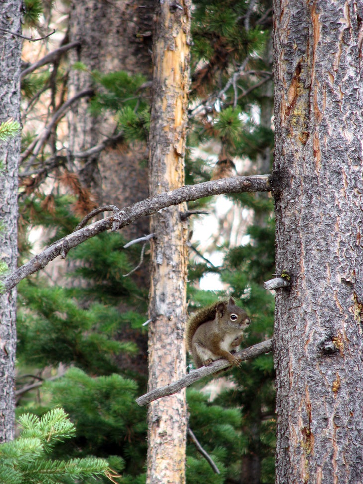 Squirrel None