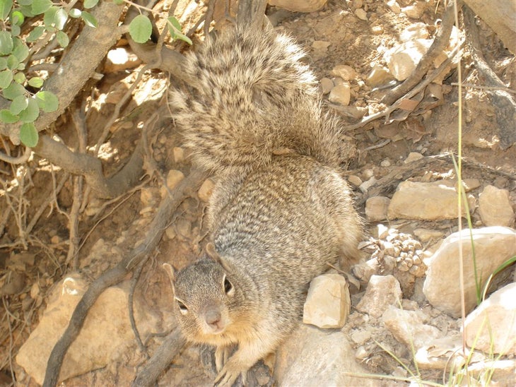 Squirrel None