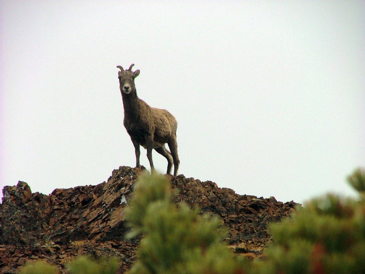 Stare Down None