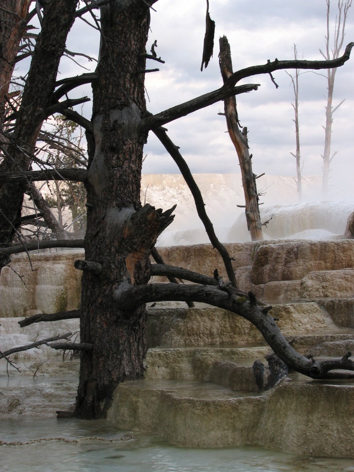 Submerged Trees: Narrow Gauge Terrace None