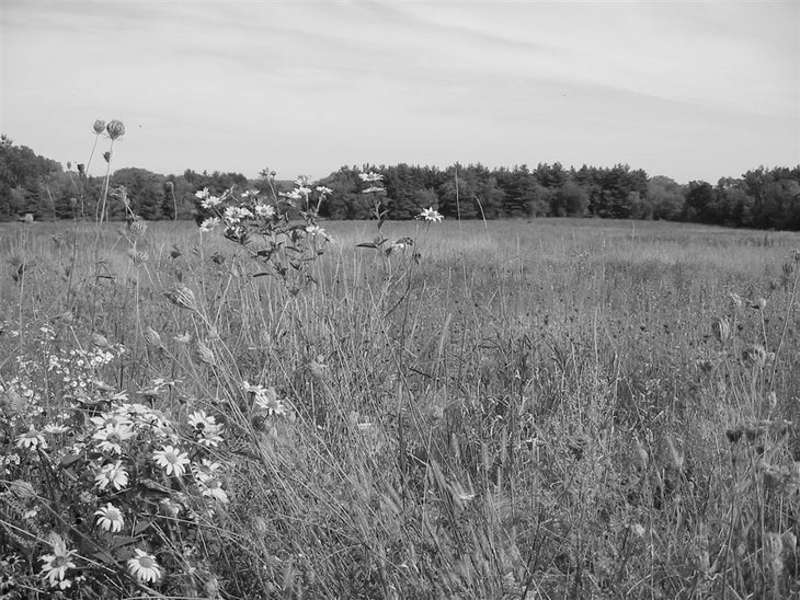 Tallgrass Prairie None