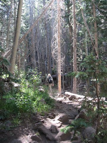 Through the woods None