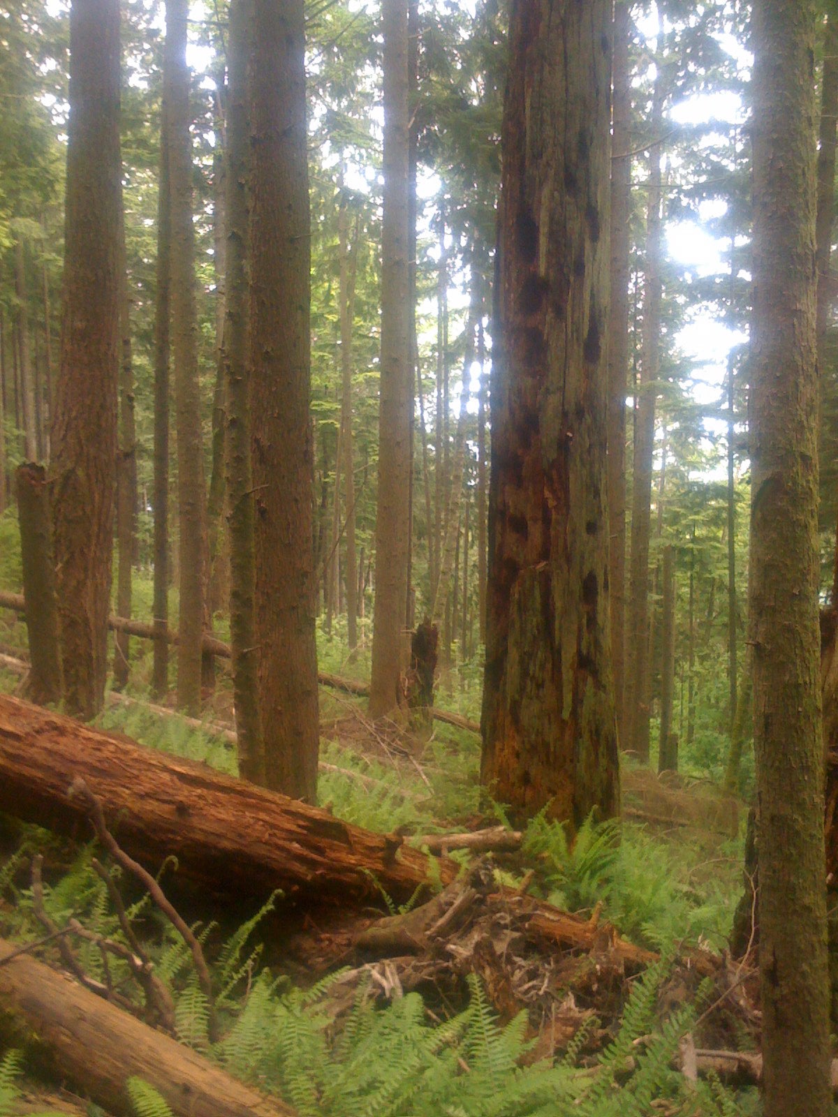 "Tiger Mountain cedars"