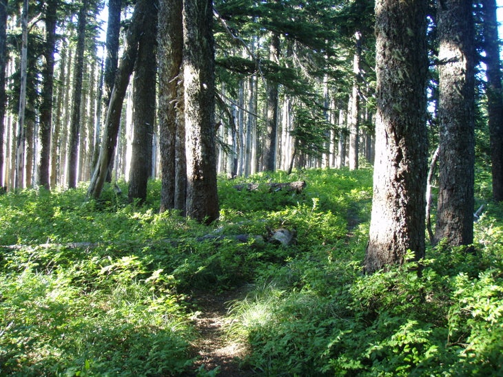 Trail None