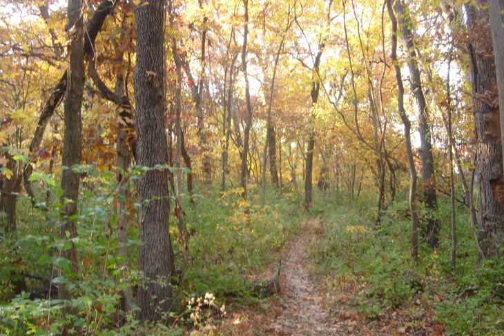 Trail None