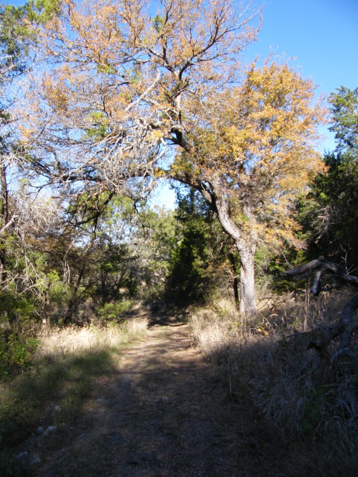 Trail beneath trees None