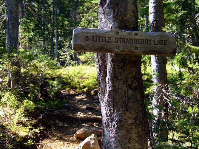 Trail Fork None
