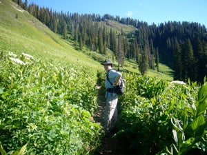 Trail near Coal Bank Pass None