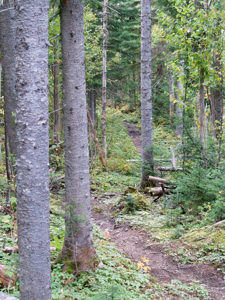 Trail through the woods to the Visitor Center None