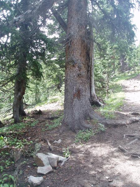 Trail to Horseshoe None