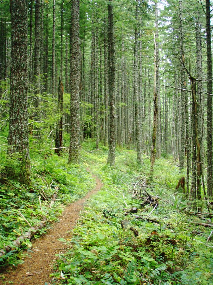 Trail None