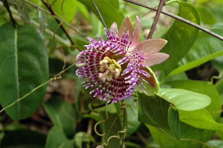 Trailside Flower None