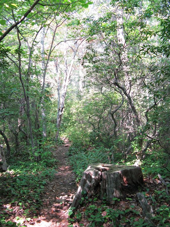 Trailside Stump None