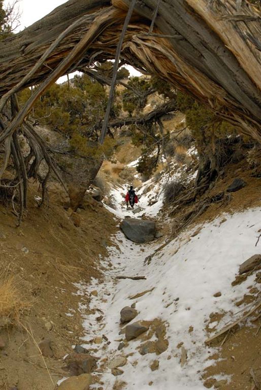 Tree Arch None