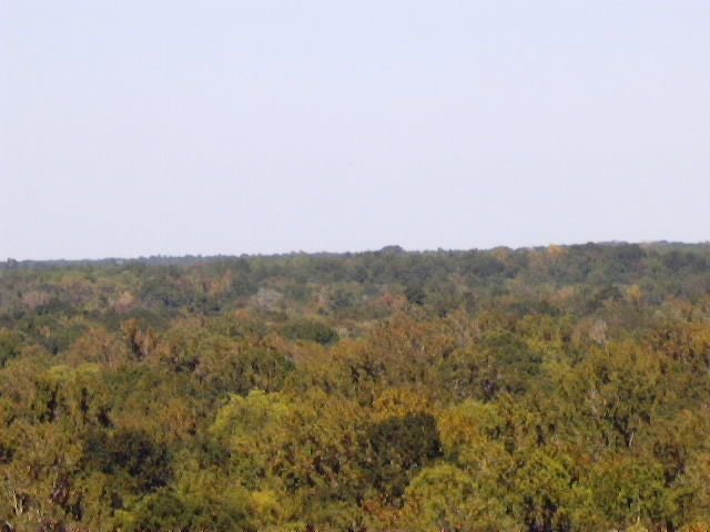 Tree Tops None